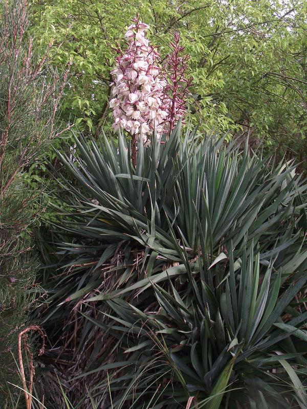 Yucca 'Nobilis' 