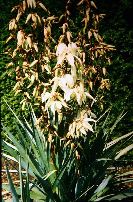 Yucca 'Nobilis' 