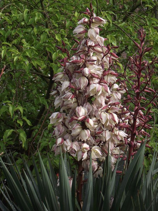 Yucca 'Nobilis' 