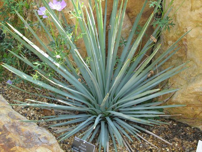 Yucca whipplei caespitosa 
