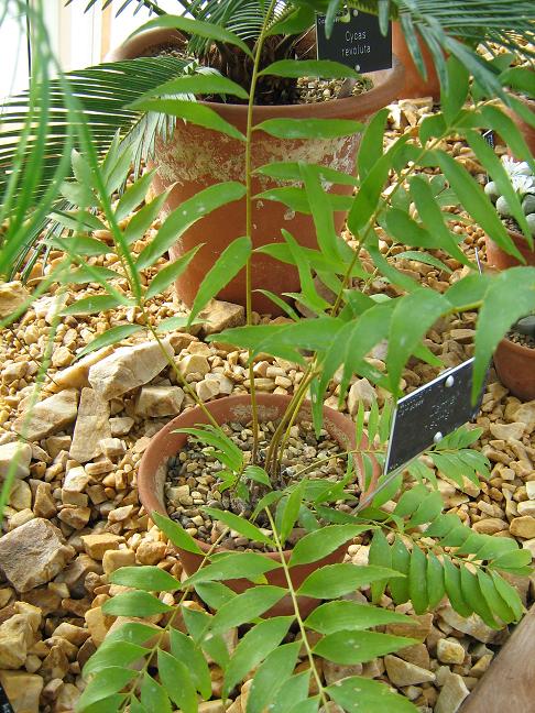 Zamia fischeri 