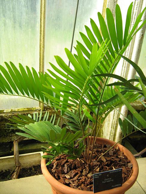 Zamia floridana 