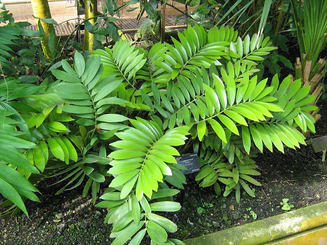 Zamia furfuracea 