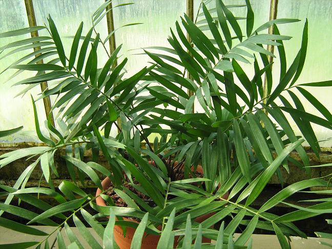 Zamia integrifolia 