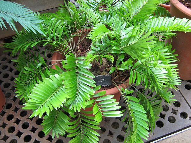 Zamia integrifolia 