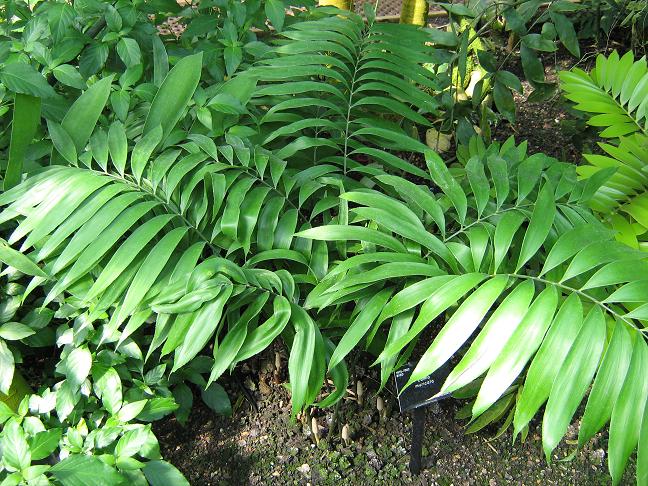 Zamia muricata 