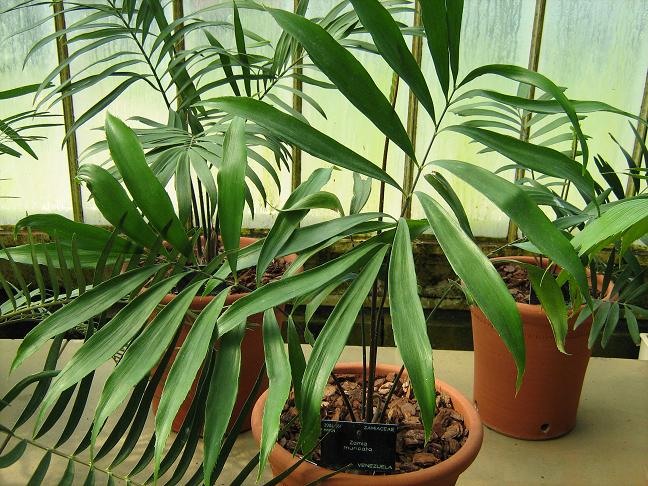 Zamia muricata 