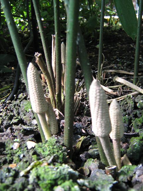 Zamia muricata 