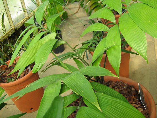 Zamia neurophyllidea 