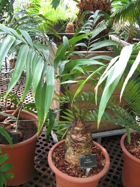Zamia poeppigiana 