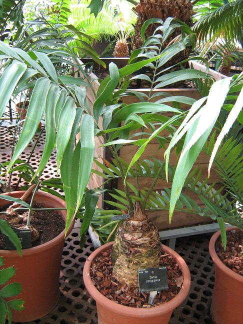 Zamia poeppigiana 