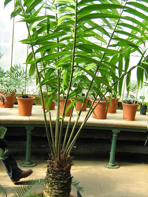 Zamia poeppigiana 