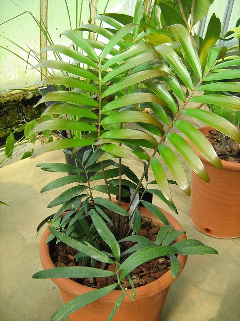 Zamia pumila 