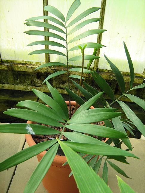 Zamia pumila 