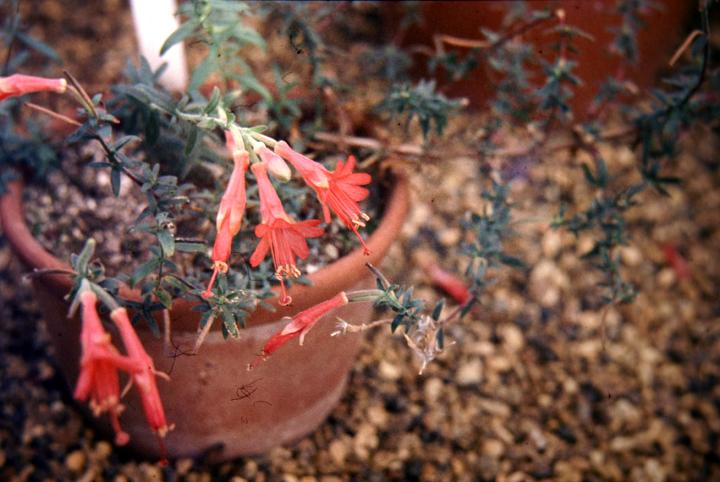 Zauschneria californica californica 