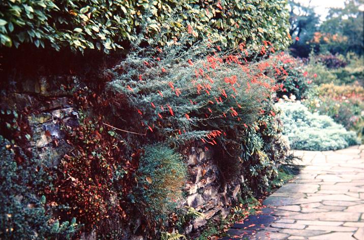 Zauschneria californica cana 