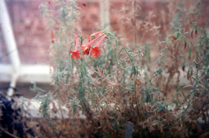 Zauschneria californica canescens 