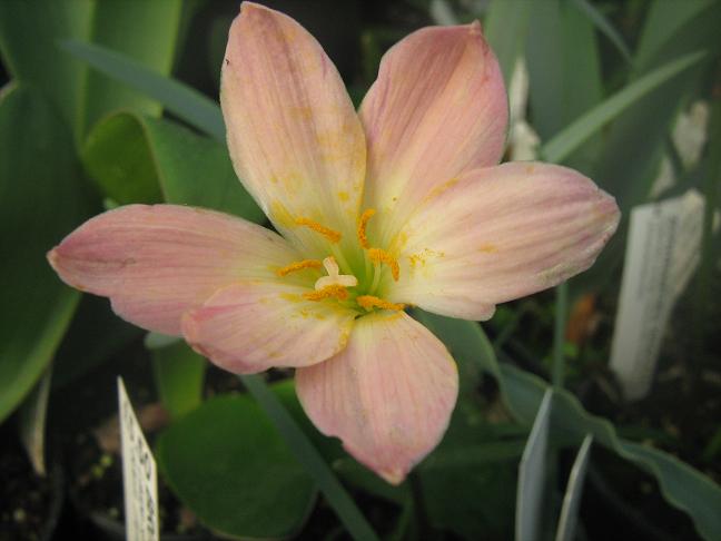 Zephyranthes 'Krakatoa' 