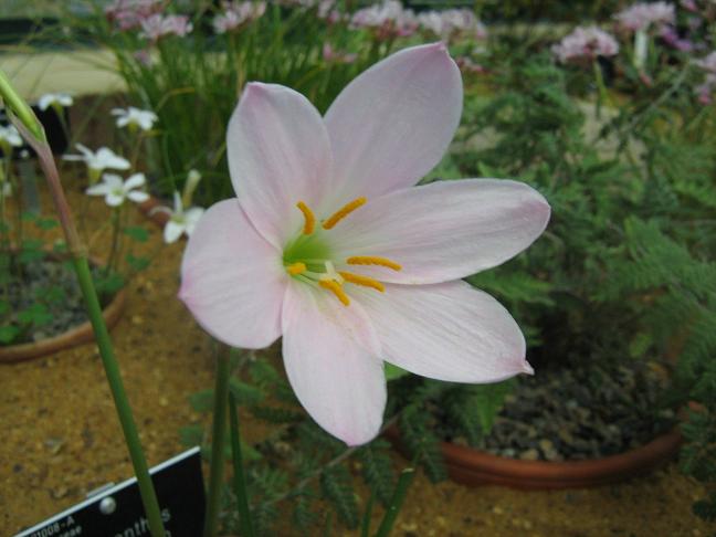 Zephyranthes macrosiphon 