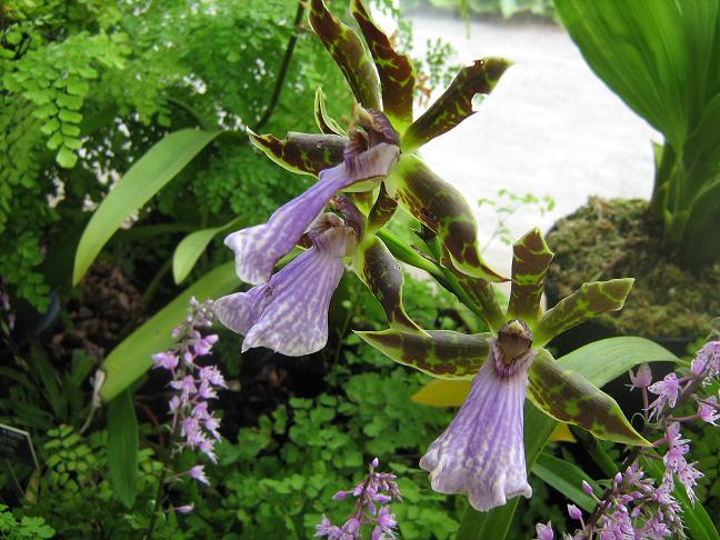 Zygopetalum clayi 